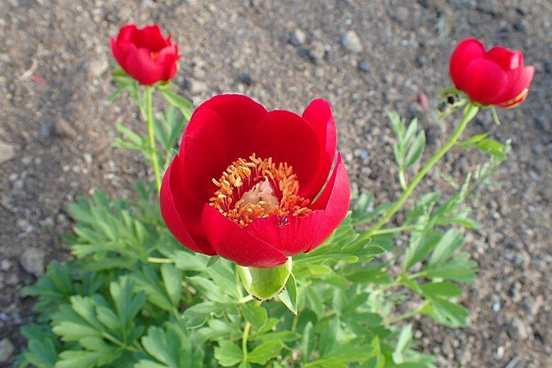 File:Paeonia peregrina kz01.jpg