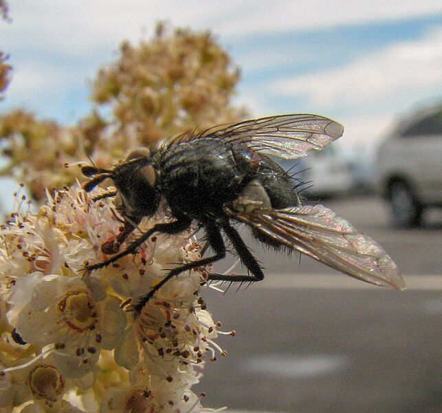 File:Panzeria meadowsweet. 1.jpg