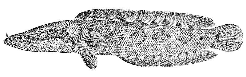 File:Parachanna insignis 2.jpg