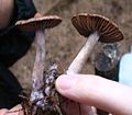 another from the 2006 mushroom hunt.