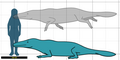 Peregocetus size.