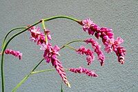 Persicaria orientalis