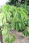 Thaumatophyllum spruceanum at the Fairchild Tropical Botanic Garden