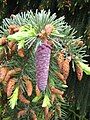 Picea breweriana young female cone