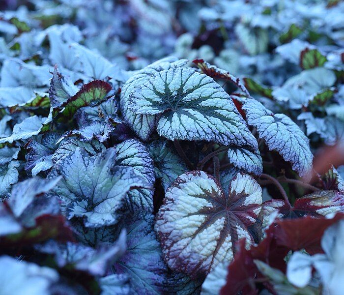 File:Plum Paisley Begonias.JPG