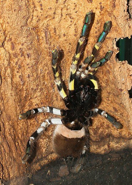 File:Poecilotheria regalis10.jpg