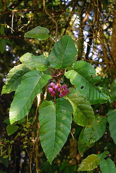 File:Poikilospermum suaveolens.jpg