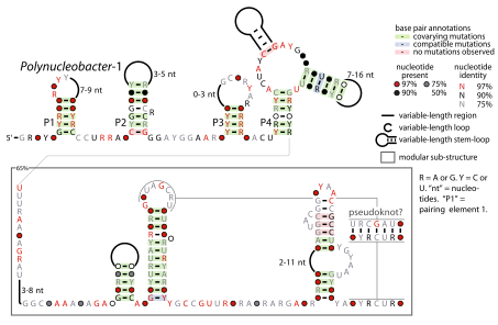 File:Polynucleobacter-1-RNA.svg