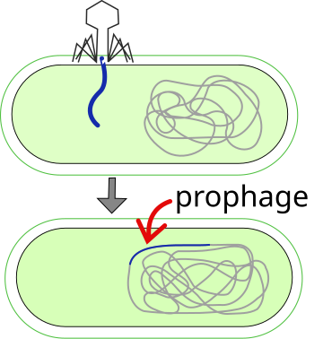 File:Prophage SVG.svg