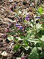 Pulmonaria officinalis