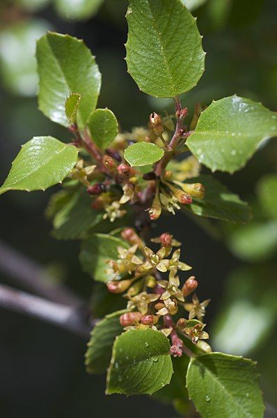 File:Rhamnus ilicifolia.jpg