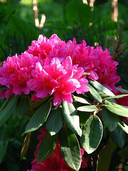 File:Rhododendron sp. 016.JPG