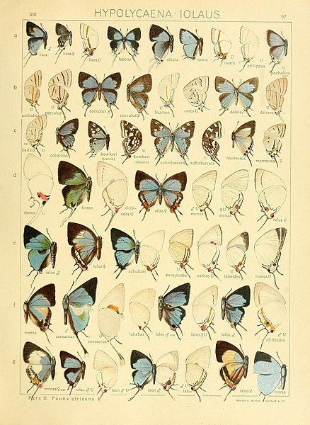 File:SeitzGrossschmett13Plate67.jpg