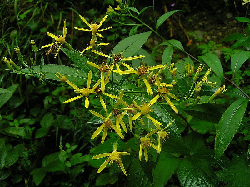 File:Senecio ovatus01.jpg