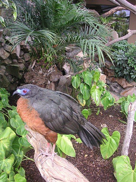 File:Sickle-winged Guan.jpg