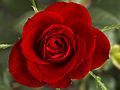 A red rose (duh!)