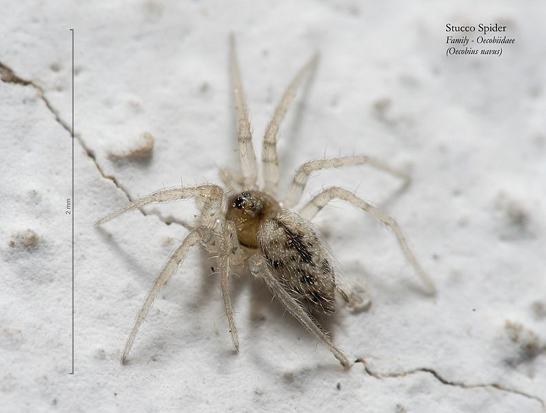 File:Stucco spider 02.jpg