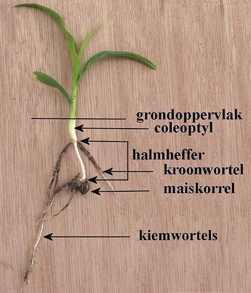 File:Suikermais kiemplant tekening.jpg