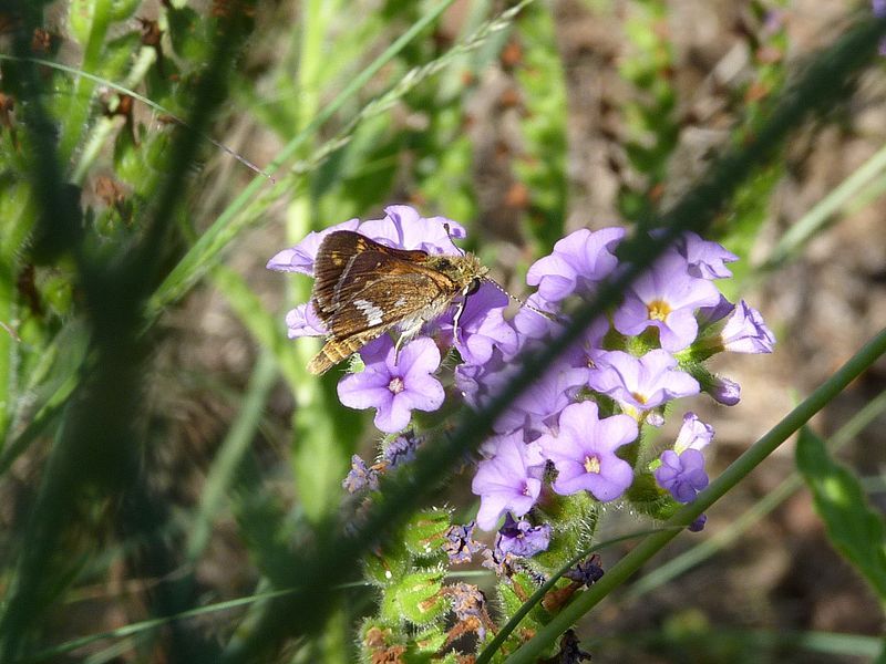 File:Taractrocera papyria.jpg