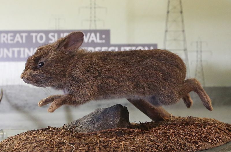 File:Taxidermied romerolagus diazi.JPG