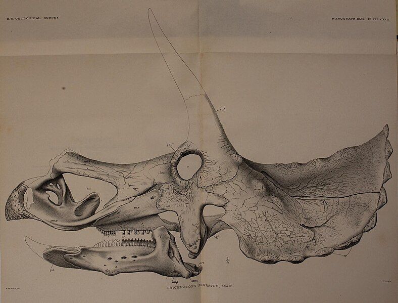 File:Triceratops serratus skull.jpg