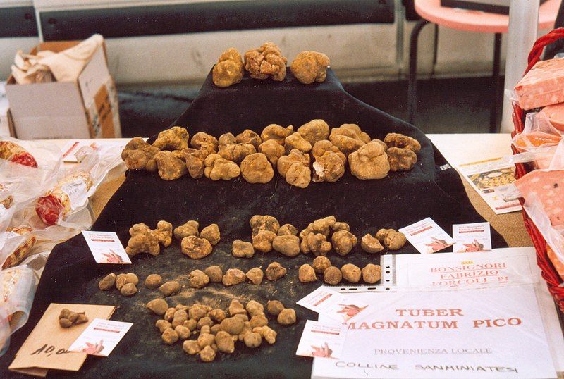 File:Tuber Magnatum Pico.jpg