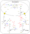 Urea cycle colored.