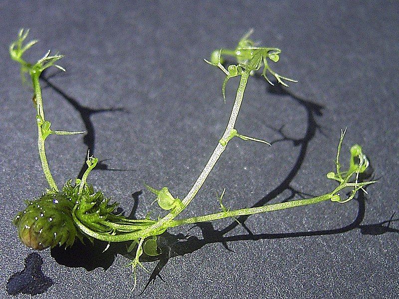 File:UtriculariaBremiiHibernacleSprouting.jpg