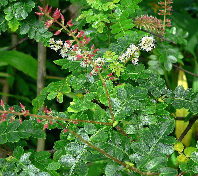 File:Weinmannia pinnata 1.jpg