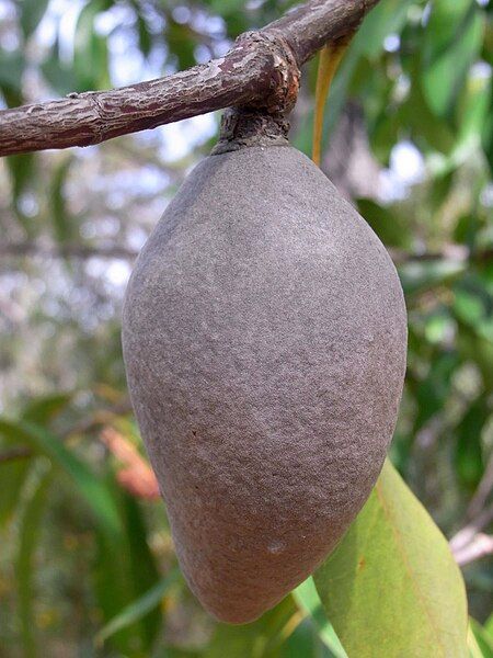 File:Woody Pear Muogamarra.jpg