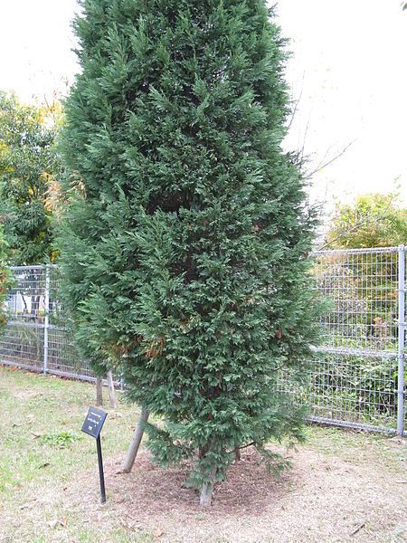 File:X Cupressocyparis leylandii3.jpg