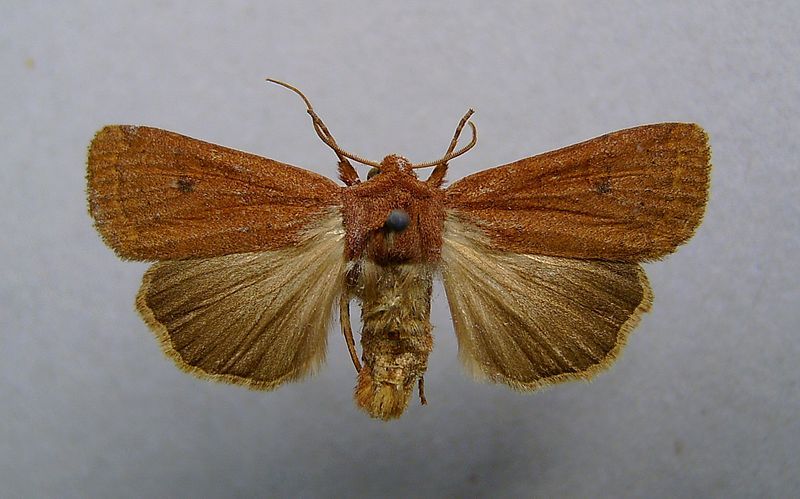 File:Xestia castanea.jpg