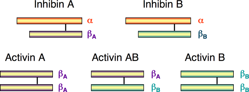 File:Activin inhibin.png