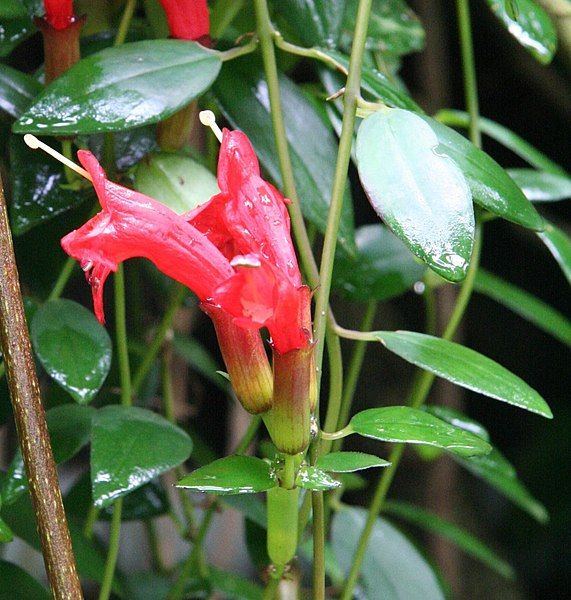 File:Aeschynanthus radicans.jpg