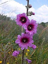 Alcea setosa חטמית זיפנית