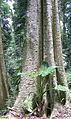 Alocasia brisbanensis (cunjevoi) growing at Dorrigo National Park, Australia