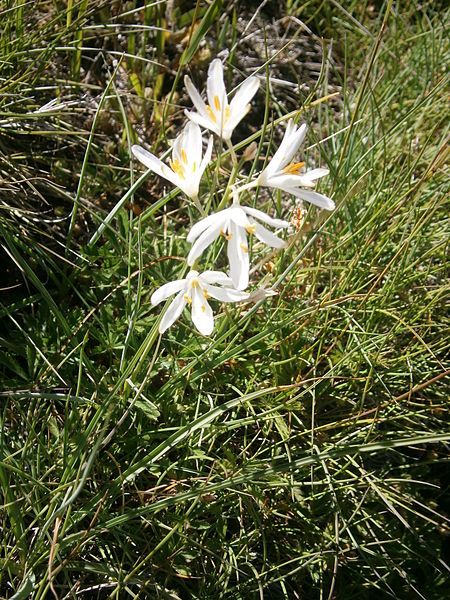 File:Anthericum liliago 01.JPG