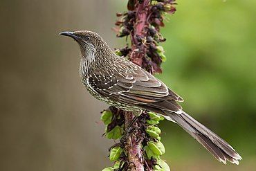 Little wattlebird