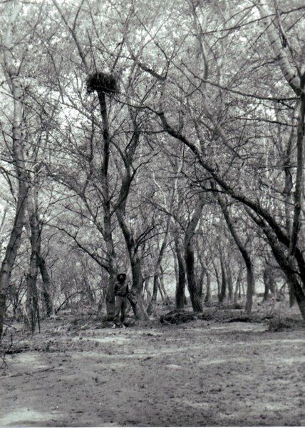 File:Aquila heliaca nest.jpg