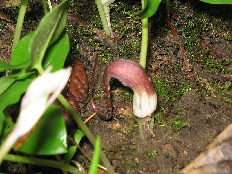 File:Arisarum proboscideum 03.jpg