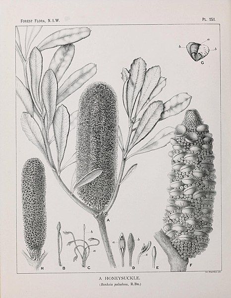 File:Banksia paludosa illustration.jpg