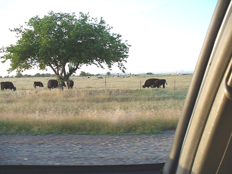 File:BealeAirForceBaseCows.JPG