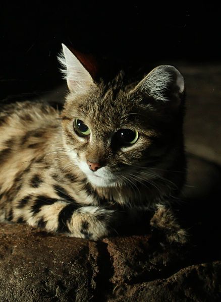 File:Black Footed Cat.jpg