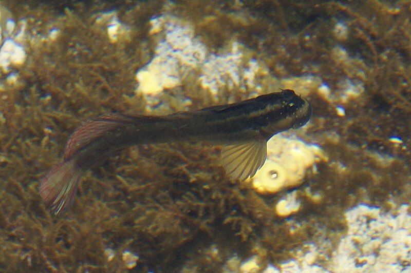 File:Blenniella Réunion island.JPG