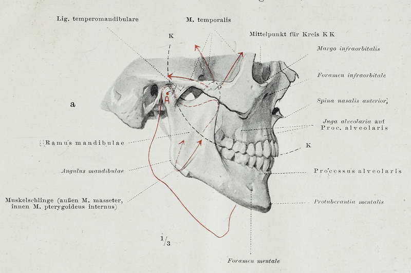 File:Braus 1921 373a.png