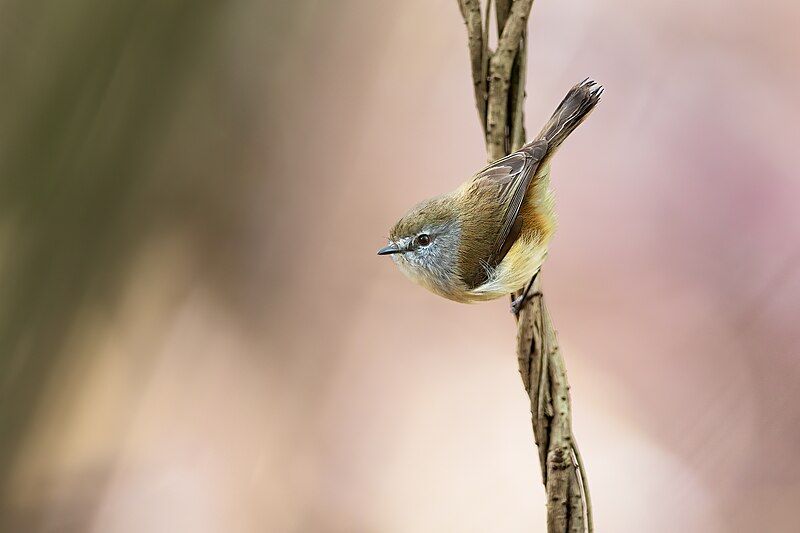 File:Brown Gerygone 0A2A7718.jpg