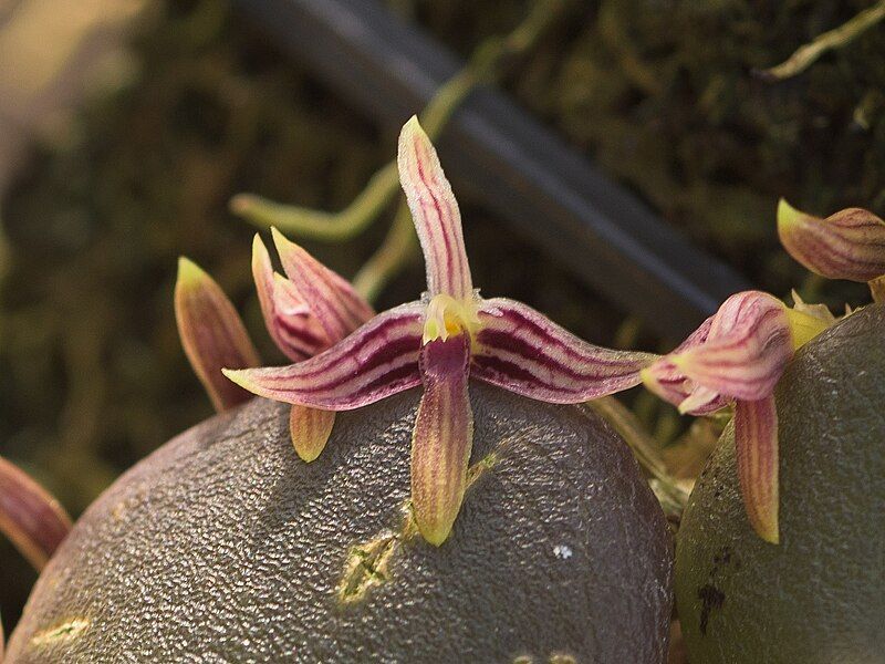 File:Bulbophyllum cruciatum.jpg