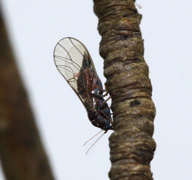 File:Cacopsylla melanoneura-F.jpg