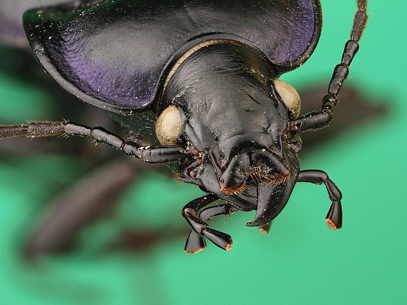 File:Carabus finitimus (cropped).jpg