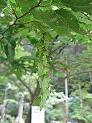 Unripe seed propagules